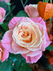 12 Roses Various colours