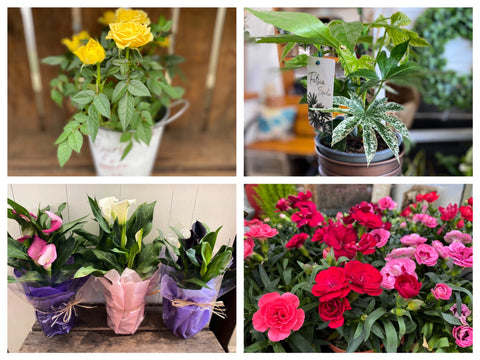 Plants