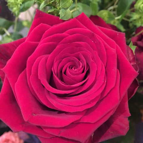 Valentines Single rose Gift wrapped